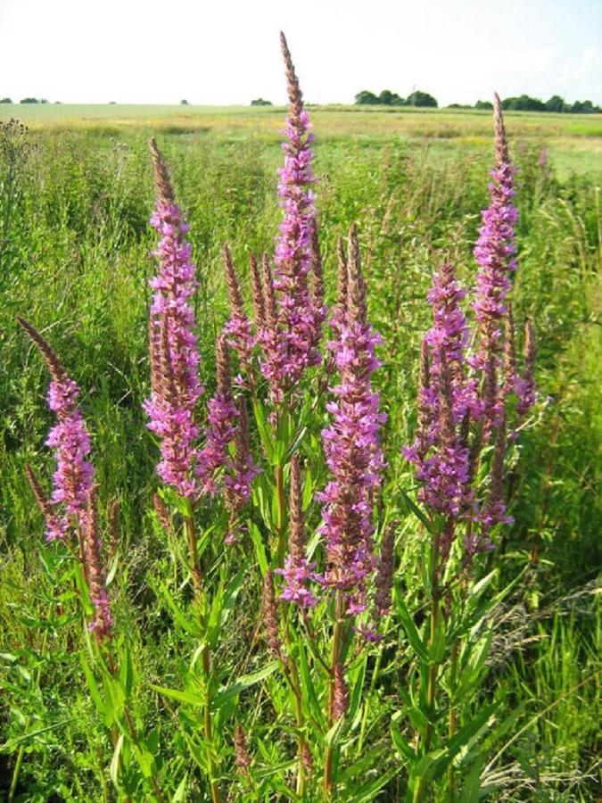 Fewo Im Naturschutzgebiet Hiddenhausen Екстериор снимка